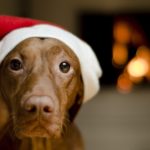 Christmas-Wallpapers-Dogs-2